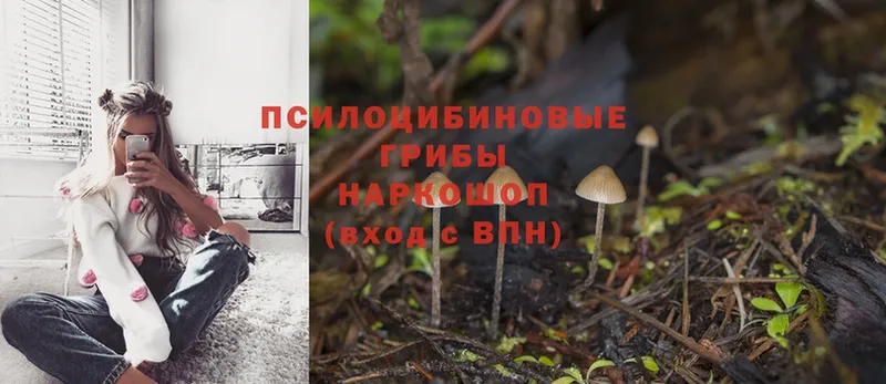 Галлюциногенные грибы Psilocybe  где можно купить   дарк нет формула  Нижнеудинск 